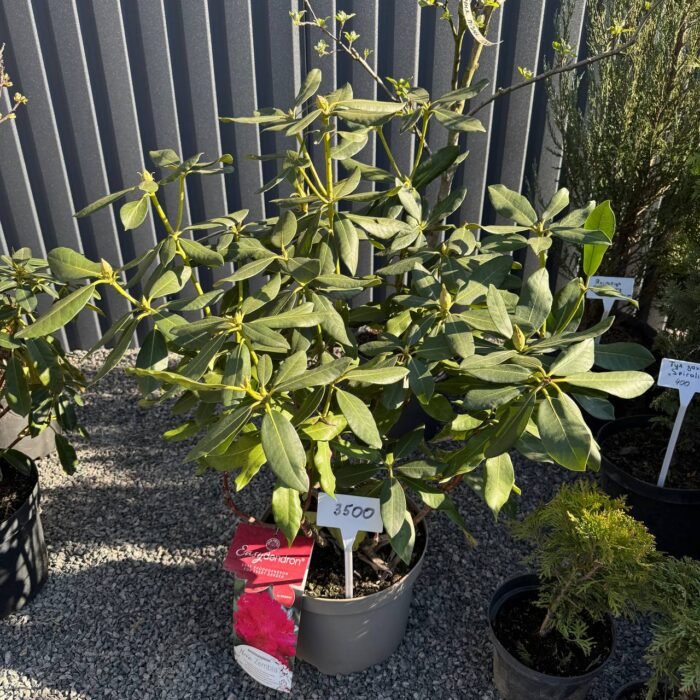 Рододендрон 'Нова Зембла' Rhododendron Nova Zembla С10 - Зображення 2