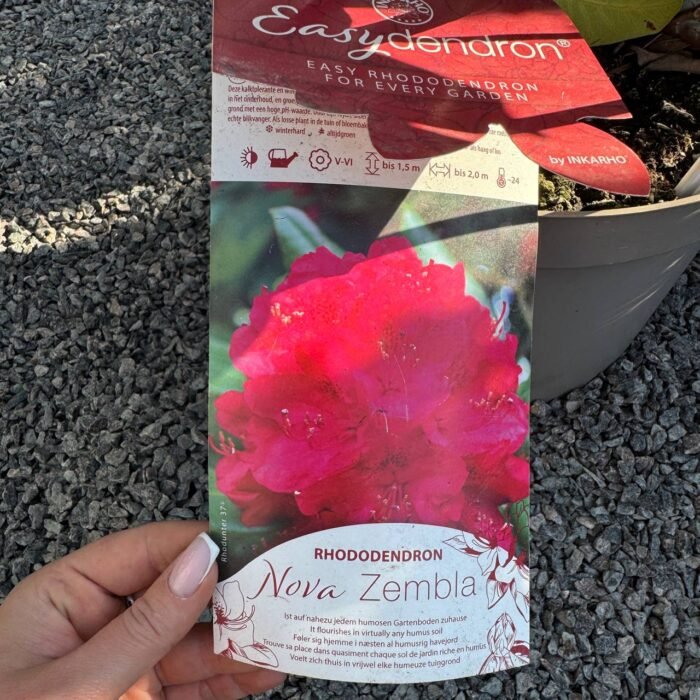 Рододендрон 'Нова Зембла' Rhododendron Nova Zembla С10 - Зображення 3