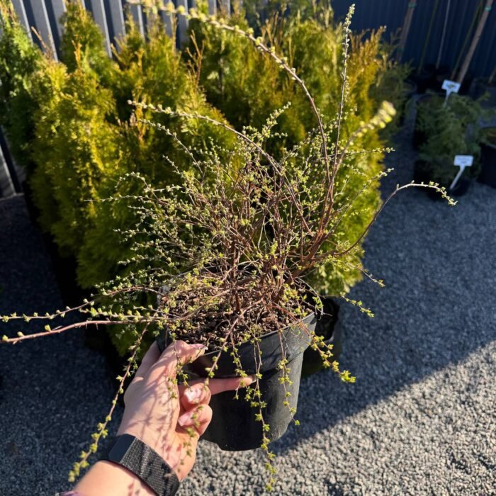 Спірея "Grefsheim" С2\С3 - Зображення 4