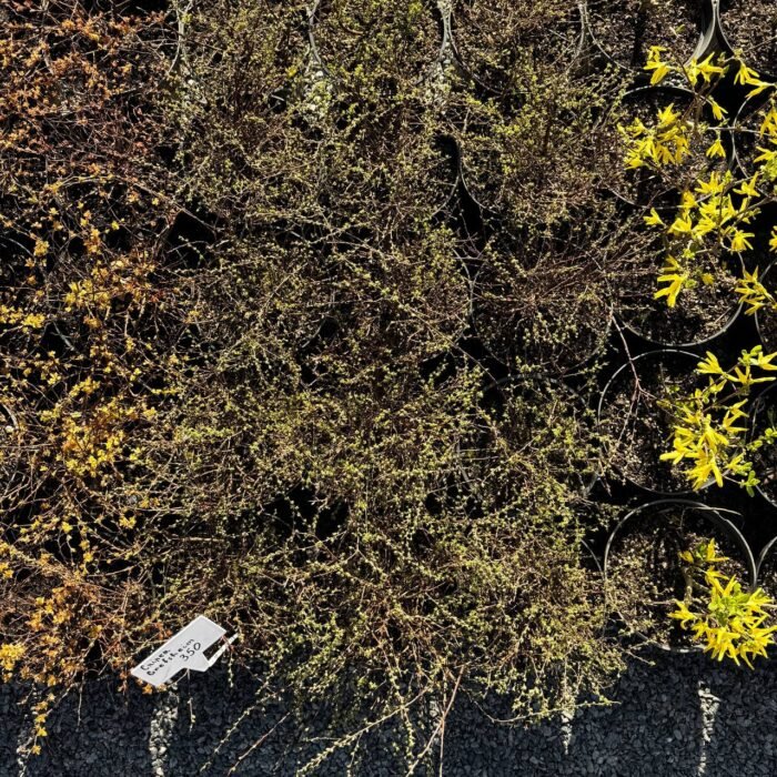 Спірея "Grefsheim" С2\С3 - Зображення 5