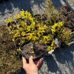 Форзиція жовта ntermedia - Зображення 4