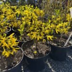 Форзиція жовта ntermedia - Зображення 5