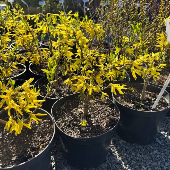 Форзиція жовта ntermedia - Зображення 5