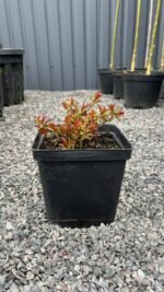 Спірея японська "Антоні Ватерер" С2 - Зображення 2