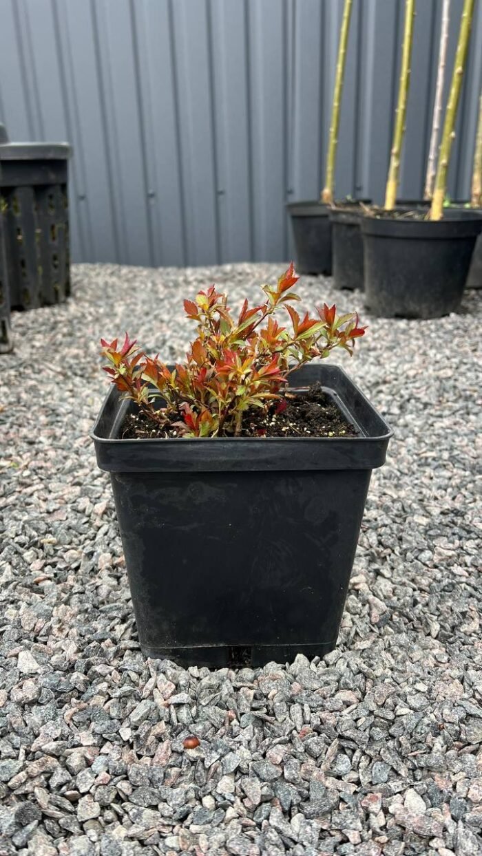 Спірея японська "Антоні Ватерер" С2 - Зображення 2