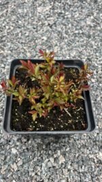 Спірея японська "Антоні Ватерер" С2 - Зображення 3