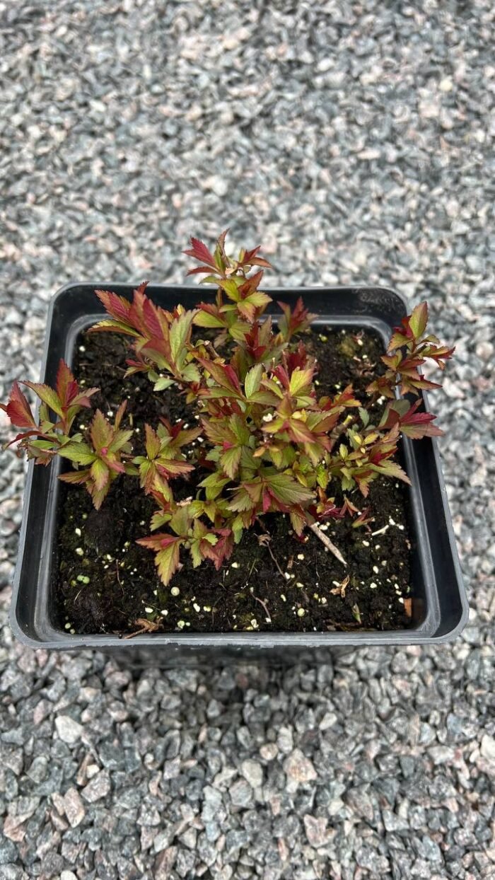 Спірея японська "Антоні Ватерер" С2 - Зображення 3