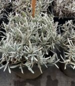 Лаванда вузьколиста Edelweiss (Едельвейс) - Зображення 3