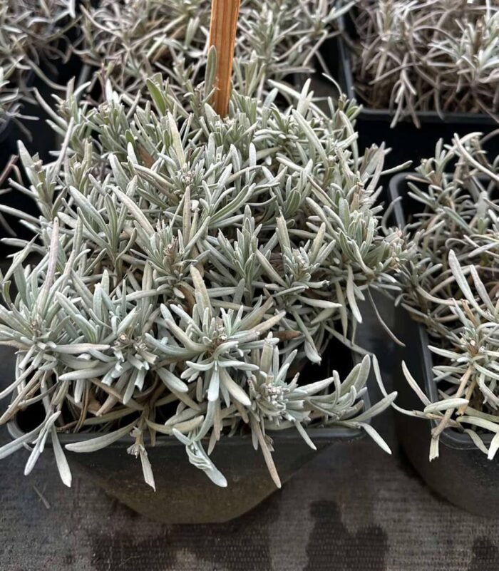 Лаванда вузьколиста Edelweiss (Едельвейс) - Зображення 3