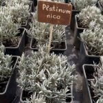 Лавандин "Платінум NIKO" (C2) - Зображення 4