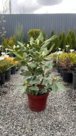 Рододендрон 'Нова Зембла' Rhododendron Nova Zembla С10 - Зображення 4