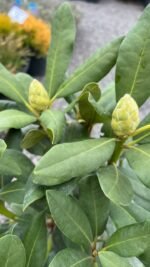 Рододендрон 'Нова Зембла' Rhododendron Nova Zembla С10 - Зображення 5