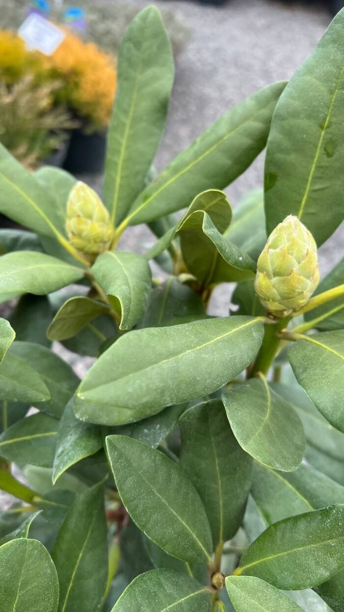 Рододендрон 'Нова Зембла' Rhododendron Nova Zembla С10 - Зображення 5