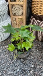 Виноград Вічі С3 - Зображення 2
