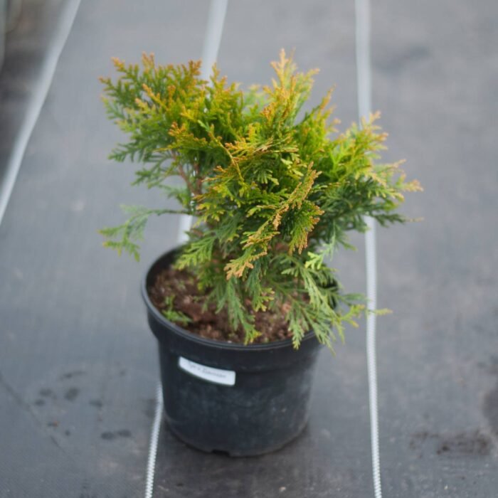 Туя західна "Даніка" (С3) - Зображення 2