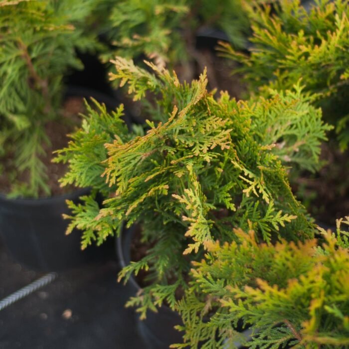 Туя західна "Даніка" (С3) - Зображення 3