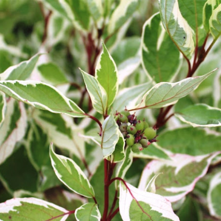 Дерен білий "Елегантіссіма"