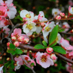 Айва прекрасна "Тойо-Нішікі"