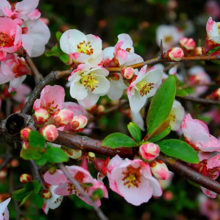 Айва прекрасна "Тойо-Нішікі"