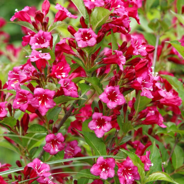 Вейгела гібридна "Ева Ратке" Вейгела гібридна "Ева Ратке"