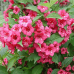 Вейгела квітуча "Брістол Рубі"