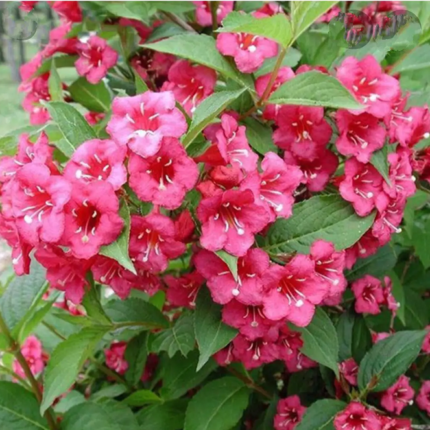 Вейгела квітуча "Брістол Рубі"