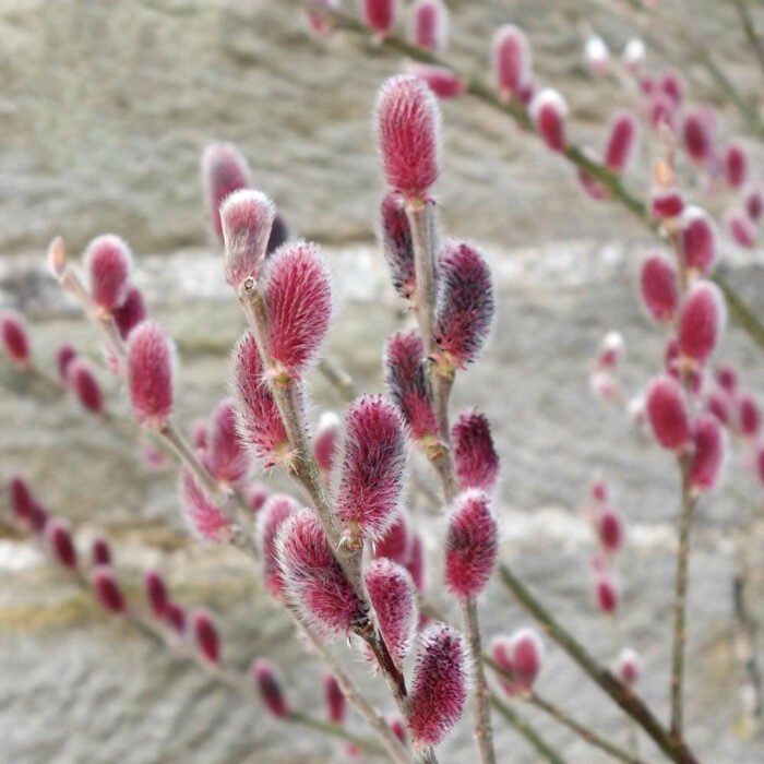 Верба тонкостовпчикова "Маунт Асо" Верба тонкостовпчикова "Маунт Асо"