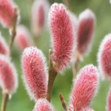 Верба тонкостовпчикова "Маунт Асо"