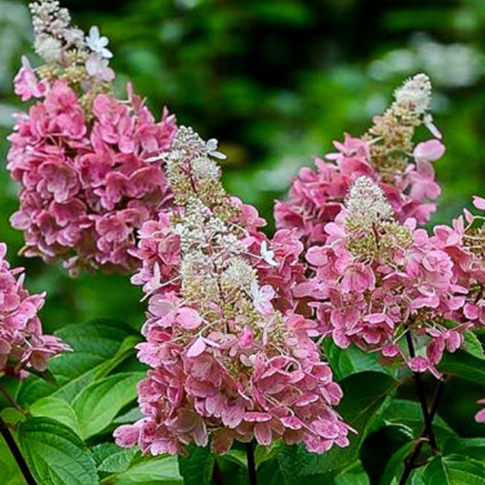 Гортензія волотиста "Пінкі Вінкі" Гортензія волотиста "Пінкі Вінкі"