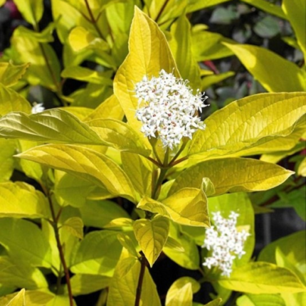 Дерен білий "Ауреа"