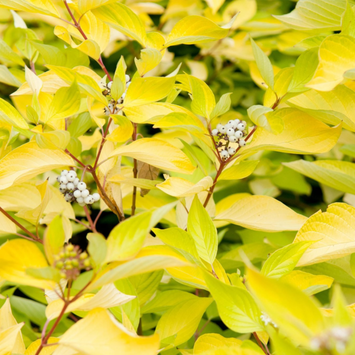 Дерен білий "Ауреа"