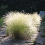 Ковила найтонша "Поні Тейлз"