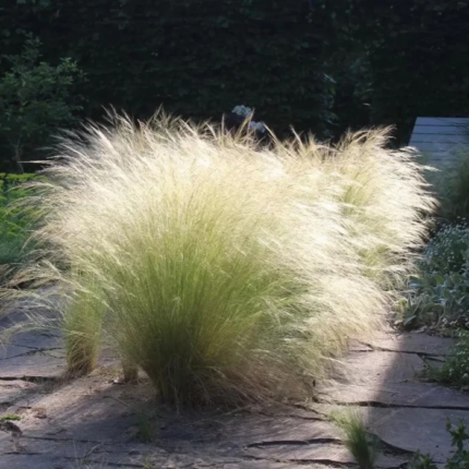 Ковила найтонша "Поні Тейлз"