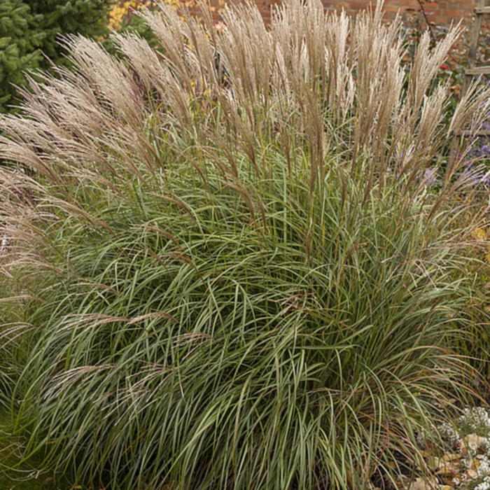 Міскантус китайський "Яка Денс" Міскантус китайський "Яка Денс"