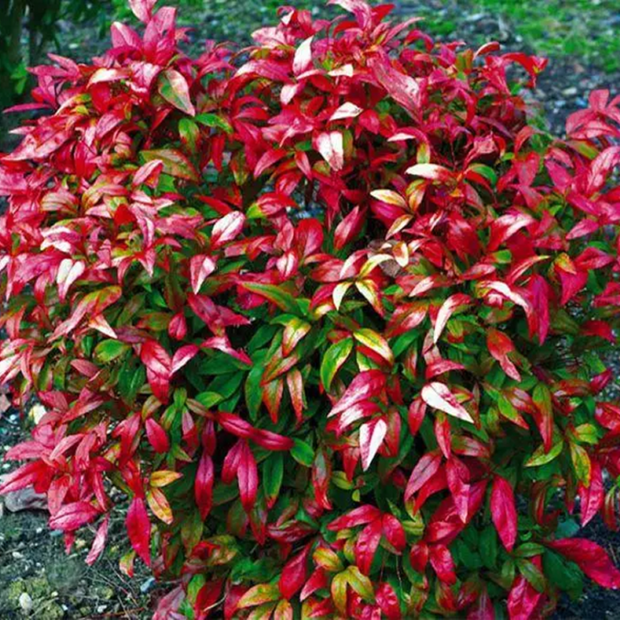 Нандіна домашня Нандіна домашня