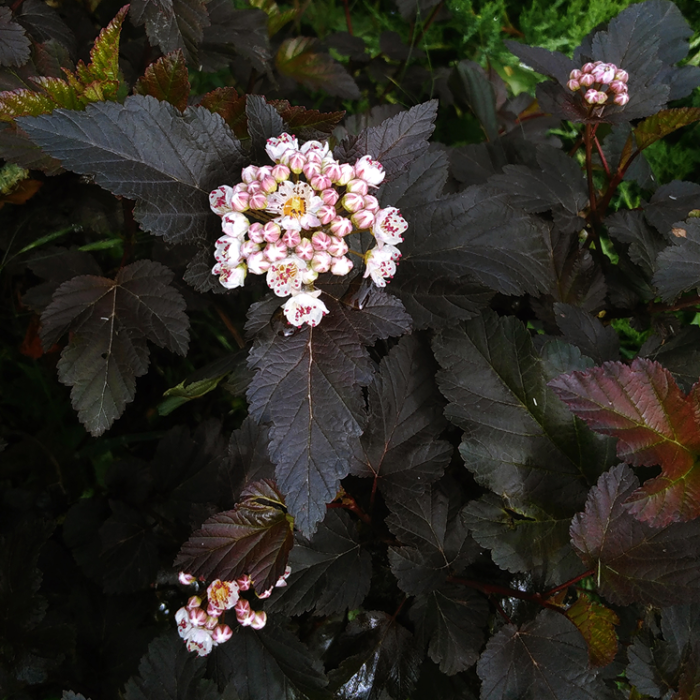 Пухироплідник калинолистий "Атропурпуреа" Пухироплідник калинолистий "Атропурпуреа"