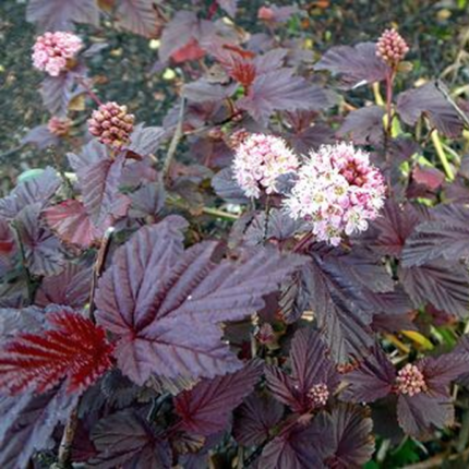 Пухироплідник калинолистий "Атропурпуреа"