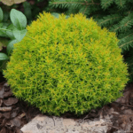 Туя західна "Анієк"