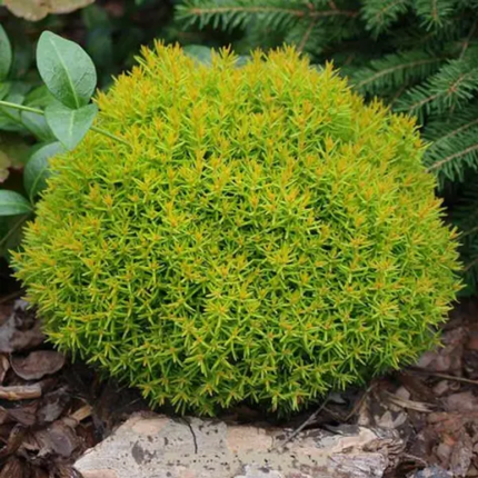 Туя західна "Анієк"