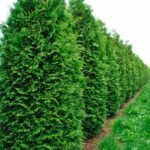 Туя західна "Брабант"