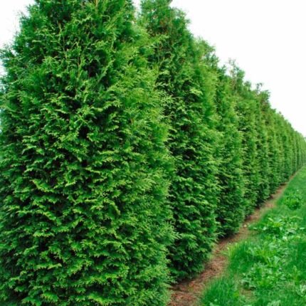 Туя західна "Брабант"