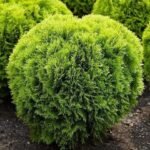 Туя західна "Мір'ям"