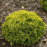 Туя західна "Мір'ям"