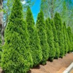 Туя західна "Смарагд"