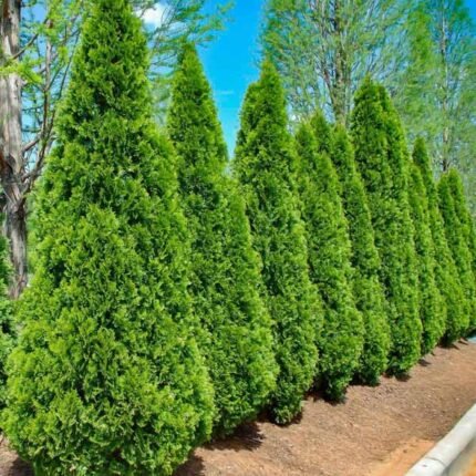 Туя західна "Смарагд"