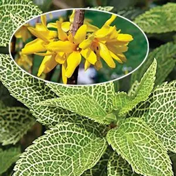 Форзиція середня "Кумсон" Форзиція середня "Кумсон"