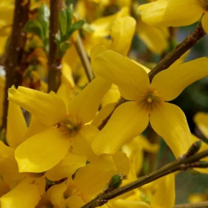 Форзиція середня "Тарандт" Форзиція середня "Тарандт"