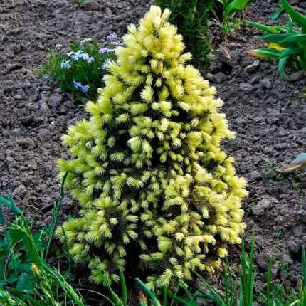 Ялина канадська "Майголд"