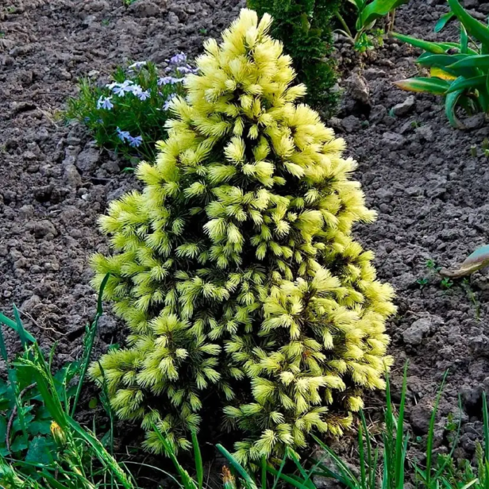 Ялина канадська "Майголд" Ялина канадська "Майголд"