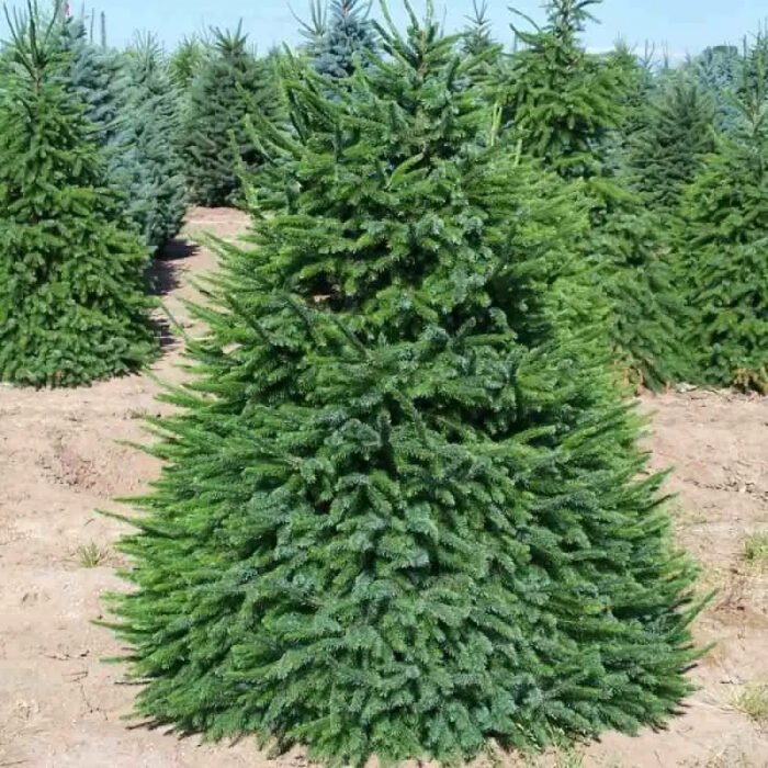 Ялина сербська Ялина сербська